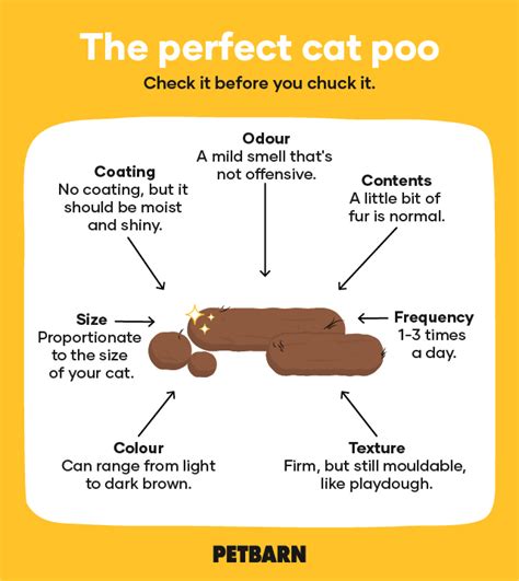 how many times a day does a cat poop|cats poop every 12 hours.